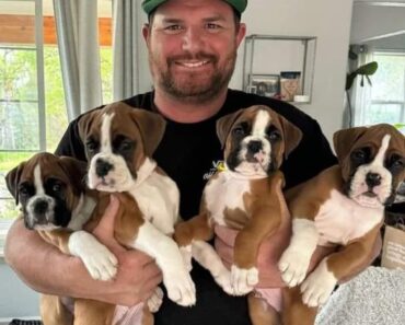 On the side of the road, I discovered four boxer puppies